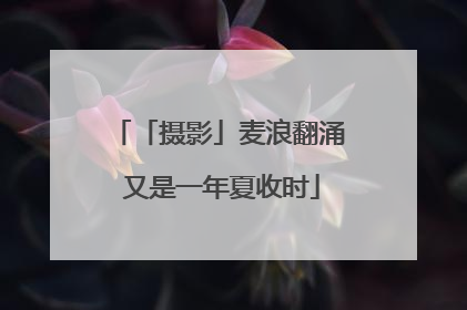 「摄影」麦浪翻涌 又是一年夏收时