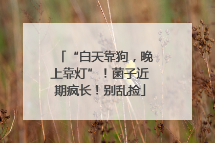 “白天靠狗，晚上靠灯”！菌子近期疯长！别乱捡