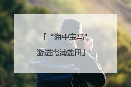 “海中宝马”游进霞浦盐田