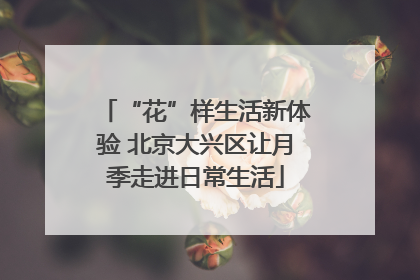 “花”样生活新体验 北京大兴区让月季走进日常生活