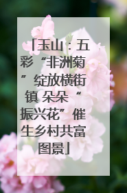 玉山：五彩“非洲菊”绽放横街镇 朵朵“振兴花”催生乡村共富图景