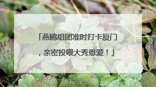 燕鸥组团准时打卡厦门，亲密投喂大秀恩爱！