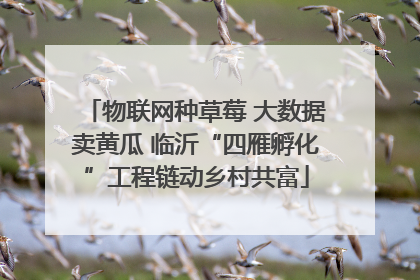 物联网种草莓 大数据卖黄瓜 临沂“四雁孵化”工程链动乡村共富