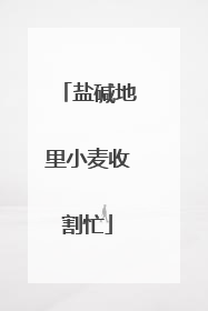 盐碱地里小麦收割忙