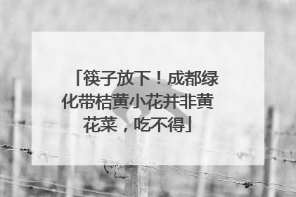 筷子放下！成都绿化带桔黄小花并非黄花菜，吃不得