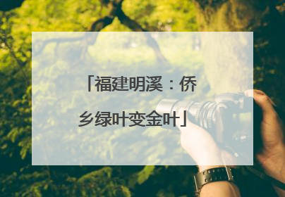 福建明溪：侨乡绿叶变金叶