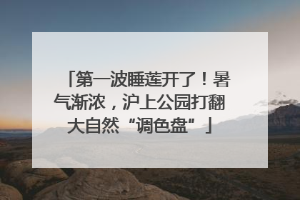 第一波睡莲开了！暑气渐浓，沪上公园打翻大自然“调色盘”