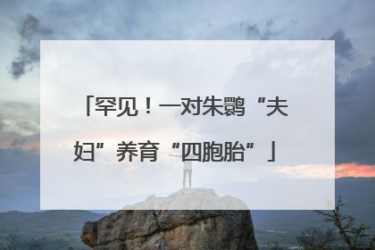 罕见！一对朱鹮“夫妇”养育“四胞胎”