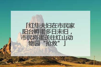 红隼夫妇在市民家阳台孵蛋多日未归，市民将蛋送往红山动物园“抢救”