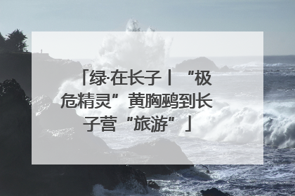 绿·在长子丨“极危精灵”黄胸鹀到长子营“旅游”