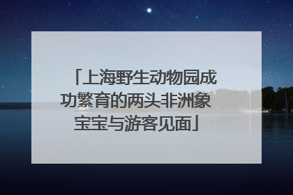 上海野生动物园成功繁育的两头非洲象宝宝与游客见面