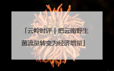 云岭时评｜把云南野生菌流量转变为经济增量