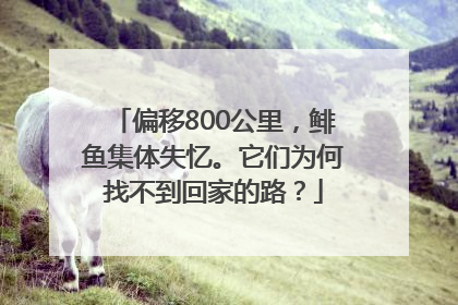 偏移800公里，鲱鱼集体失忆。它们为何找不到回家的路？