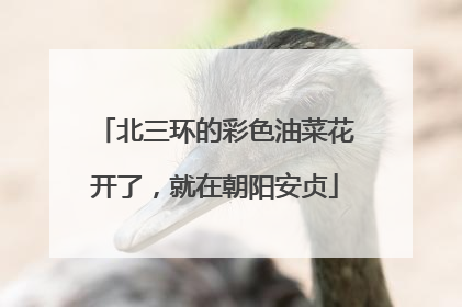 北三环的彩色油菜花开了，就在朝阳安贞