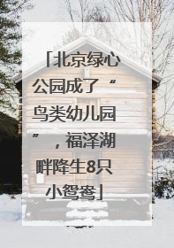 北京绿心公园成了“鸟类幼儿园”，福泽湖畔降生8只小鸳鸯
