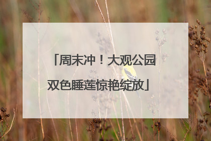 周末冲！大观公园双色睡莲惊艳绽放