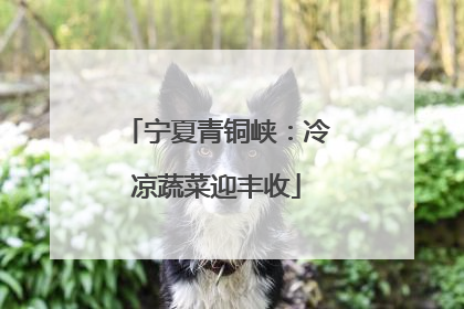 宁夏青铜峡：冷凉蔬菜迎丰收