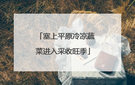 塞上平原冷凉蔬菜进入采收旺季