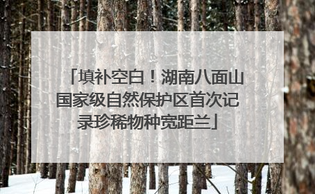 填补空白！湖南八面山国家级自然保护区首次记录珍稀物种宽距兰