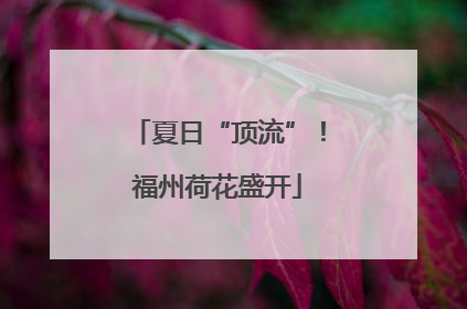 夏日“顶流”！福州荷花盛开