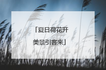 夏日荷花开 美景引客来