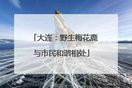 大连：野生梅花鹿与市民和谐相处
