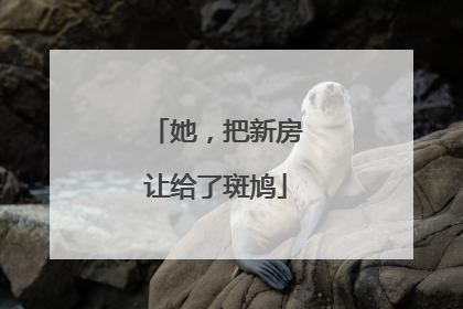 她，把新房让给了斑鸠