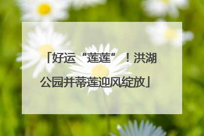 好运“莲莲”！洪湖公园并蒂莲迎风绽放