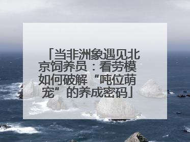 当非洲象遇见北京饲养员：看劳模如何破解“吨位萌宠”的养成密码