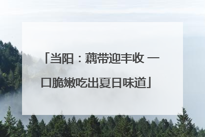 当阳：藕带迎丰收 一口脆嫩吃出夏日味道