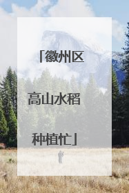 徽州区高山水稻种植忙