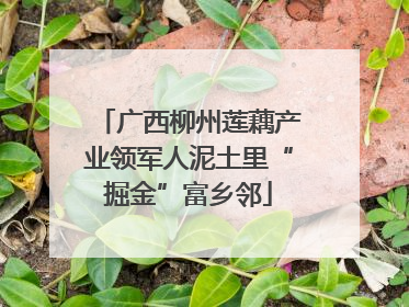 广西柳州莲藕产业领军人泥土里“掘金”富乡邻