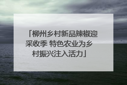 柳州乡村新品辣椒迎采收季 特色农业为乡村振兴注入活力