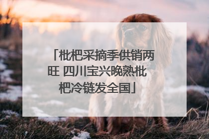 枇杷采摘季供销两旺 四川宝兴晚熟枇杷冷链发全国