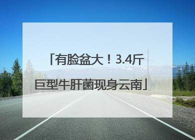 有脸盆大！3.4斤巨型牛肝菌现身云南