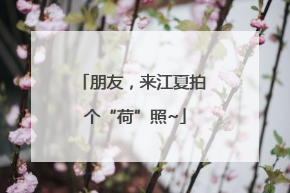 朋友，来江夏拍个“荷”照~