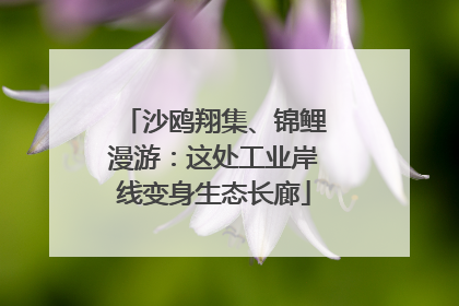 沙鸥翔集、锦鲤漫游：这处工业岸线变身生态长廊