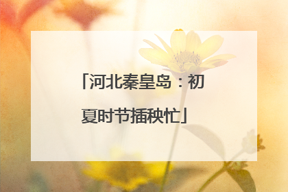 河北秦皇岛：初夏时节插秧忙