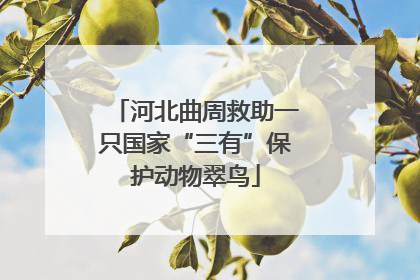 河北曲周救助一只国家“三有”保护动物翠鸟