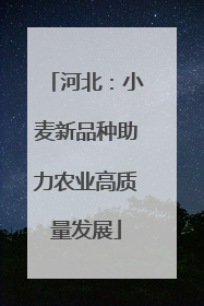 河北：小麦新品种助力农业高质量发展