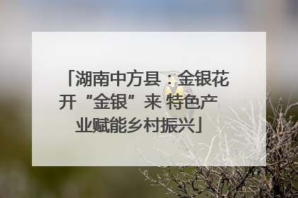 湖南中方县：金银花开“金银”来 特色产业赋能乡村振兴