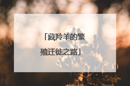 藏羚羊的繁殖迁徙之路