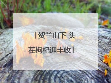 贺兰山下 头茬枸杞迎丰收