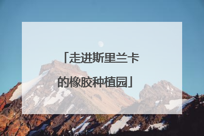 走进斯里兰卡的橡胶种植园