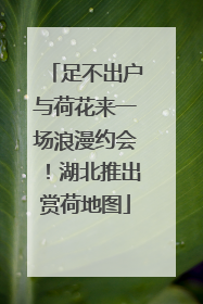 足不出户与荷花来一场浪漫约会！湖北推出赏荷地图