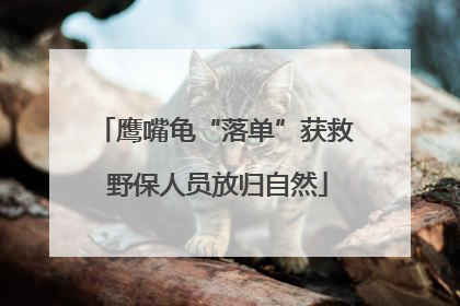 鹰嘴龟“落单”获救 野保人员放归自然