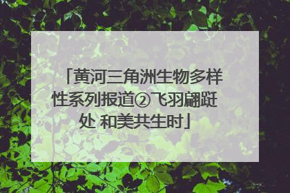 黄河三角洲生物多样性系列报道②飞羽翩跹处 和美共生时