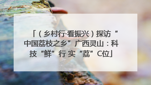 （乡村行·看振兴）探访“中国荔枝之乡”广西灵山：科技“鲜”行 实“荔”C位