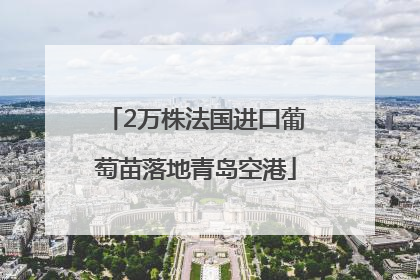 2万株法国进口葡萄苗落地青岛空港