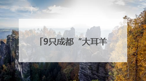 9只成都“大耳羊”出口乌干达，助力非洲养殖业发展